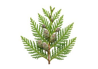 Closeup of a green conifer branch with small cones, isolated on white background