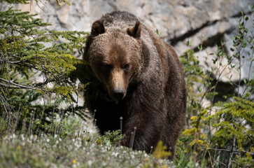 Obraz premium Grizzly bear in the Canadian Rocky Mountains
