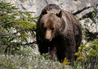 Fototapeta premium Grizzly bear in the Canadian Rocky Mountains