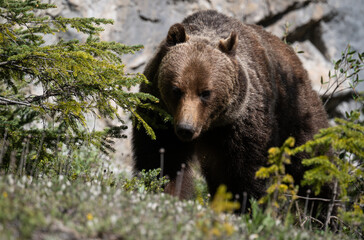 Fototapeta premium Grizzly bear in the Canadian Rocky Mountains