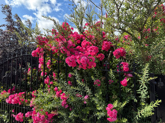 Pink blossoms spill like whispered promises over black iron, entwined with ivy, fern, and wild...