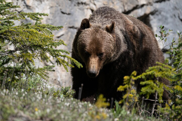 Fototapeta premium Grizzly bear in the Canadian Rocky Mountains