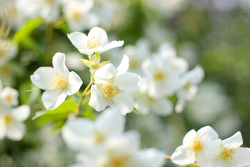 Jasmine flowers in sunny day. Blooming jasmine background. Jasmine flowers blossoming on bush in sunny day. Beautiful flowers are blooming