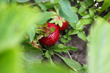Strawberries grow in the garden. Strawberries patch in a garden in summertime. Red strawberries on...