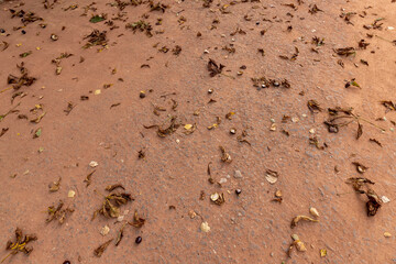 chestnut leaves lying on the red carpet for walking in the park, a simple path sprinkled with red sand with rubble and leaves fallen from chestnuts