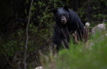 Black bear in the Canadian wilderness