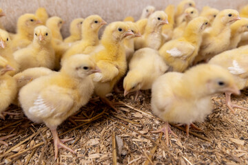 small newly hatched chickens in a poultry farm without cages on a litter of sawdust