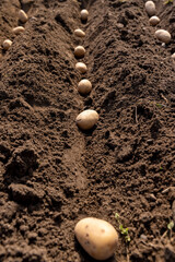 rows of potatoes in the field in the spring of the year during farming, an agricultural field