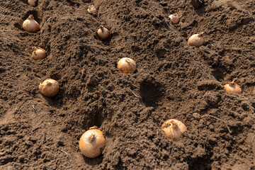 a large number of yellow onions are planted in a row in the field during sowing , soil preparation...