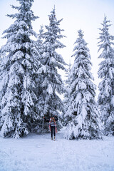 Snowy Pine Trees