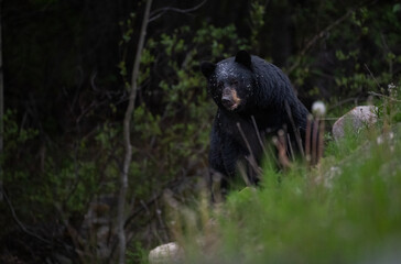 Black bear in the Canadian wilderness