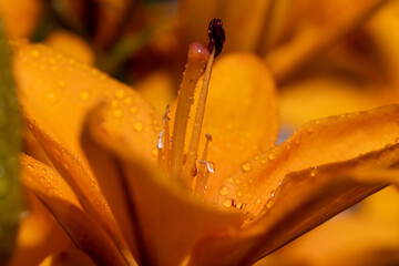 orange lily flowers covered with water droplets in spring, wet lily flowers in sunny weather ,...