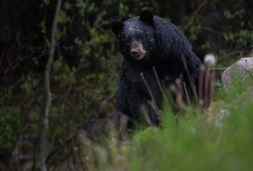 Black bear in the Canadian wilderness
