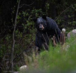 Obraz premium Black bear in the Canadian wilderness