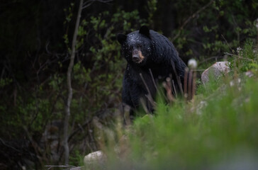 Black bear in the Canadian wilderness