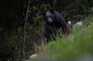 Black bear in the Canadian wilderness