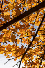 trees in the autumn season closeup, colorful foliage on the branches of trees before falling before the fall, sunny weather