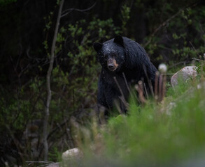 Black bear in the Canadian wilderness