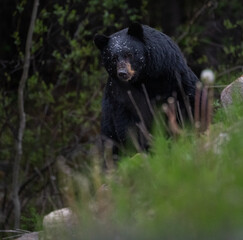 Black bear in the Canadian wilderness