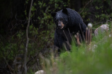 Black bear in the Canadian wilderness