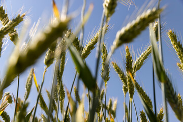 wheat during ripening in the summer, a field with green wheat, yellowing wheat during ripening,...