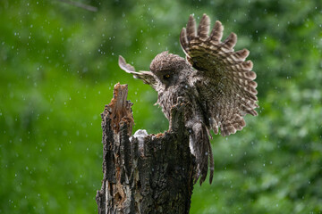 Great grey owl and its owlets in a nest
