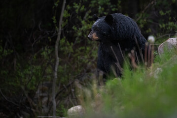Black bear in the Canadian wilderness