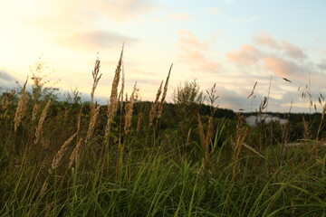 Obraz premium field of wheat under beautiful sunset sky