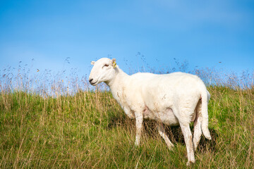 Obraz premium Flock of sheep eating meadow grass field in nature high mountain Milltir Cerrig View Point with clear blue sky, at Wales Great Britain, North of UK, United Kingdom