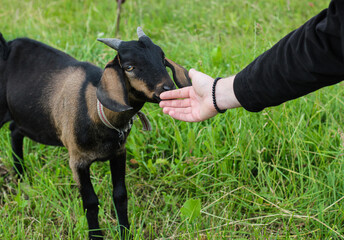 Goat sniffs a person's hand. Goat gets to know a person. Black goat in the field. Friendly goat...