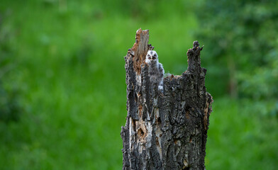 Obraz premium Great grey owl and its owlets in a nest