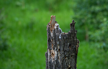 Obraz premium Great grey owl and its owlets in a nest