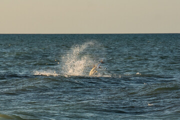 Fototapeta premium Big fish eating bait fish