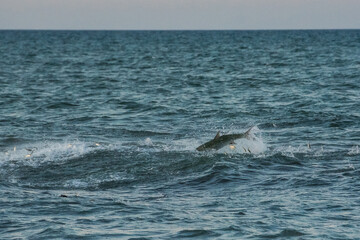 Naklejka premium Big fish in the ocean