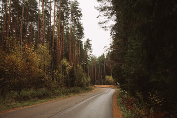 Road with fallen leaves in beautiful forest in golden autumn. Empty mountain road, trees with red...