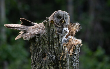 Great grey owl and its owlets in a nest