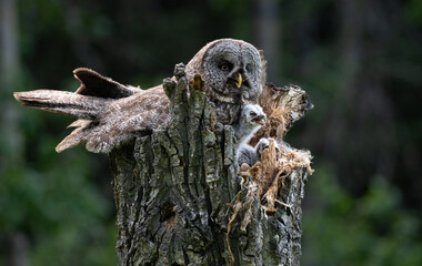 Great grey owl and its owlets in a nest