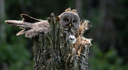 Great grey owl and its owlets in a nest