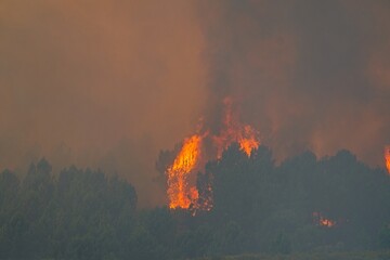 Intense wildfire consuming trees, creating a dangerous and destructive scene with rising smoke and...
