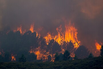 Intense wildfire engulfing trees, creating a scene filled with danger and destruction as flames...
