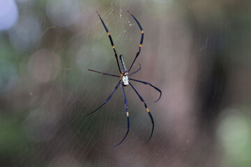 Nephila pilipes is a species of golden orb-web spider