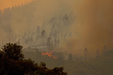 Intense wildfire consuming trees and vegetation, generating thick smoke and bright orange flames,...
