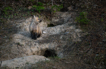 Fototapeta premium Red fox kits at their den