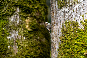 Chambers Bay Wildlife