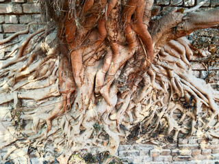 Thick banyan tree roots spreading across old brick wall, showing natural overgrowth, root patterns,...