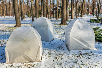 Protection of bushes in a garden or city park in winter. Plants are covered with garden agrofibre (agrotextile). Plants are protected from cold and snow