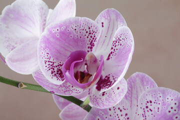 Pink and White Phalaenopsis Orchids in Bloom