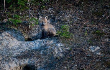 Red fox kits at their den