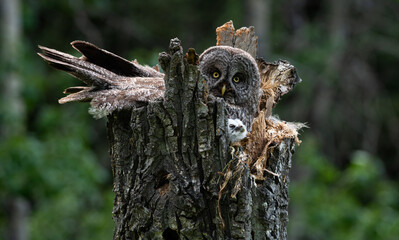Great grey owl and its owlets in a nest