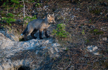 Red fox kit in Alberta, Canada